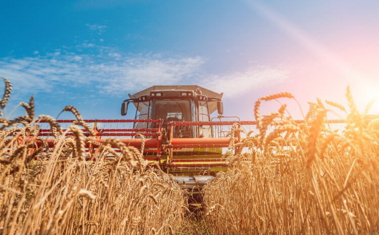  W ciągu ostatnich 30 lat zbiory zbóż brutto na Ukrainie wzrosły prawie dwukrotnie