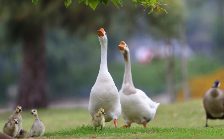  Raising ducks and geese is easy!