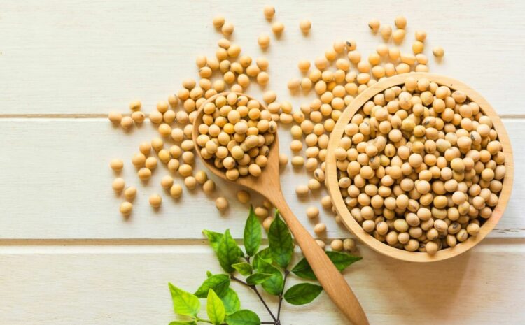  Interesting facts about SOY