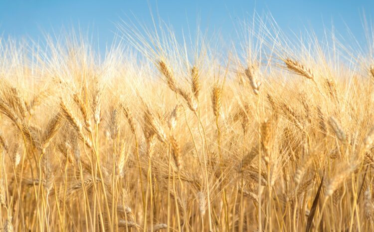  Despite the war, Ukraine entered the top 10 world wheat producers