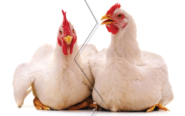  The most popular myth is that broilers are so big because they are injected with hormones.