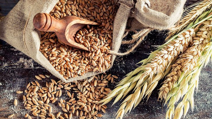  WHEAT: INTERESTING FACTS ABOUT THE MOST IMPORTANT GRAIN CROP