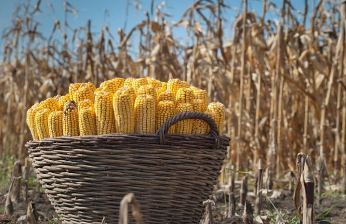  Жатва-2023: уборка кукурузы еще продолжается, осталось 14% площадей