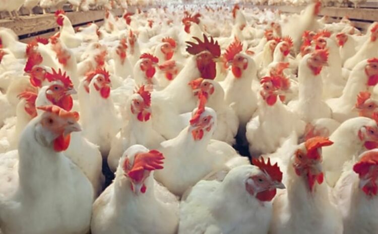  Restrictions on Ukrainian poultry exports have been lifted