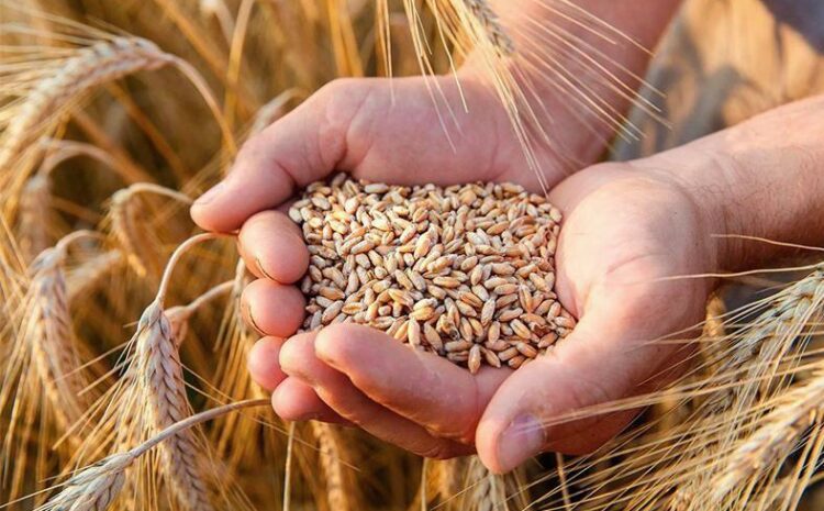  Ukraine has exported 32.851 million tons of grain since the beginning of the season.