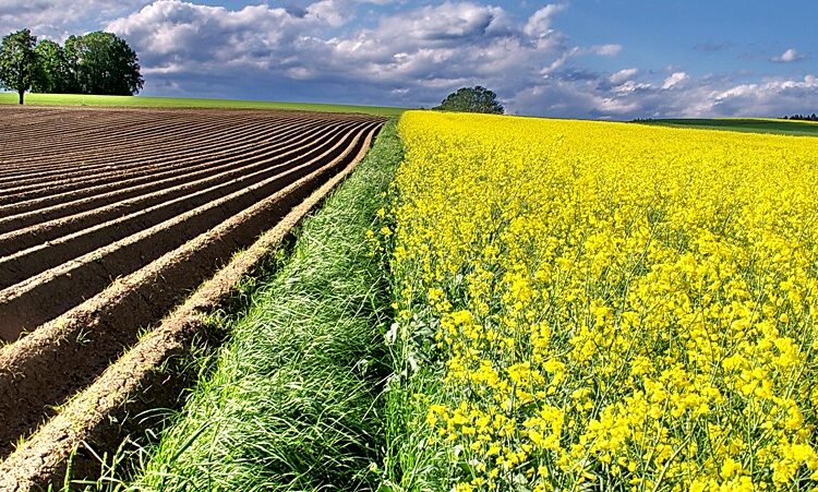  Volyn is the leader in harvesting winter rapeseed in Ukraine