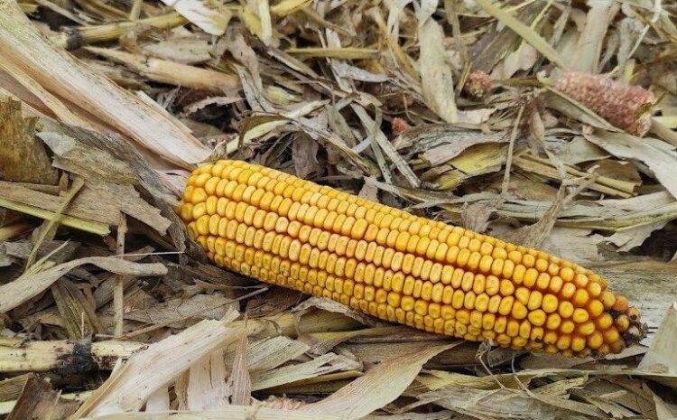  10% кукурузы в Украине осталось в полях: список областей
