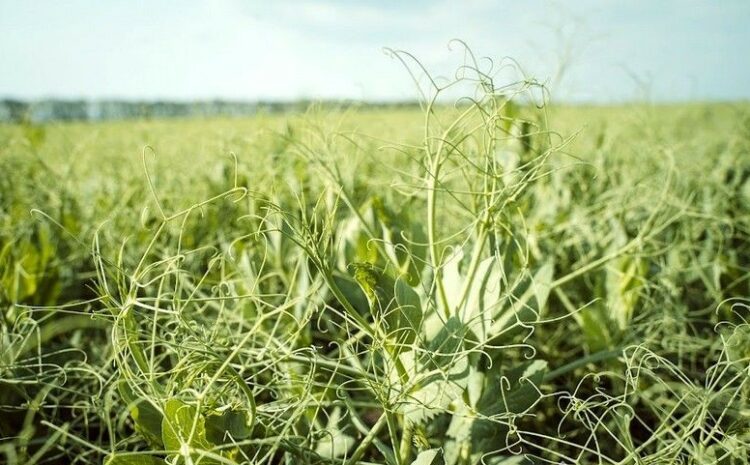  Drought adjusts crop rotation: pea acreage has increased significantly in Odesa region