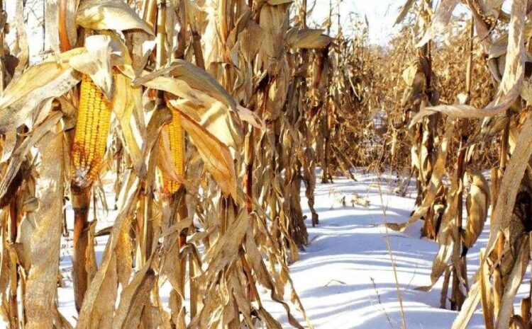  На полях осталось еще около 20% несобранной кукурузы.