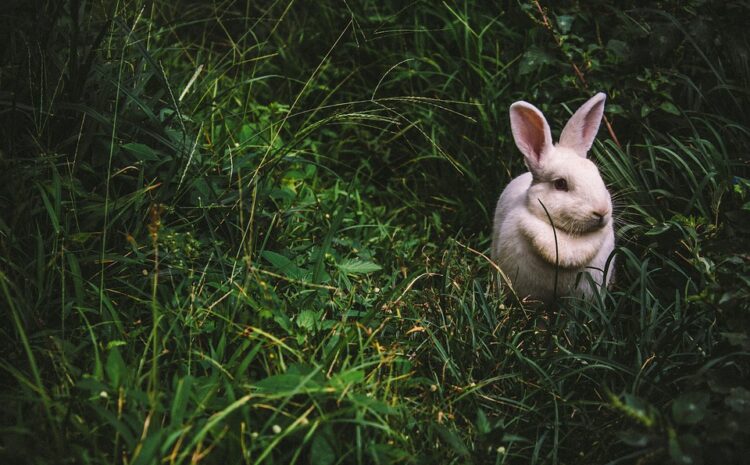  Основные отличия между кроликом и зайцем