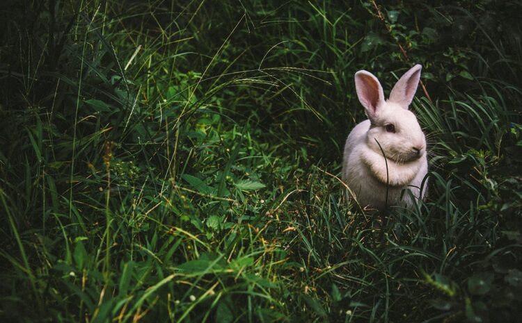  The main differences between a rabbit and a hare