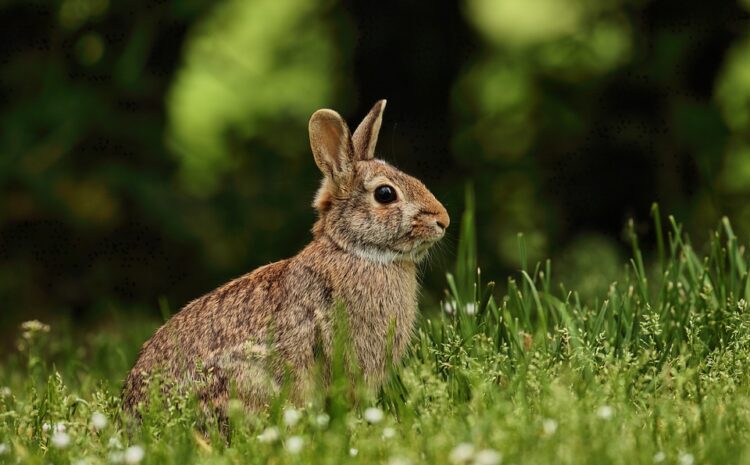  Feeding rabbits is exactly the case when it is not the quantity, but the QUALITY of feed that is so important!