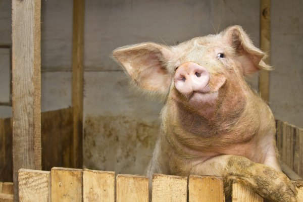  Interesting facts about pigs