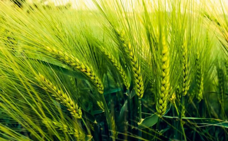  TOP 12 INTERESTING FACTS ABOUT BARLEY