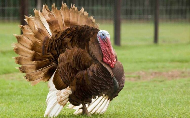  The secret of growing turkeys