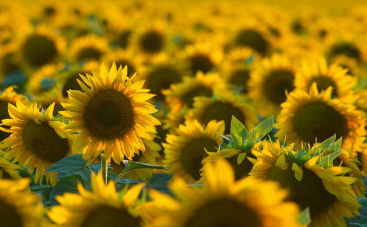  UKRAINE IS A SUNFLOWER COUNTRY!