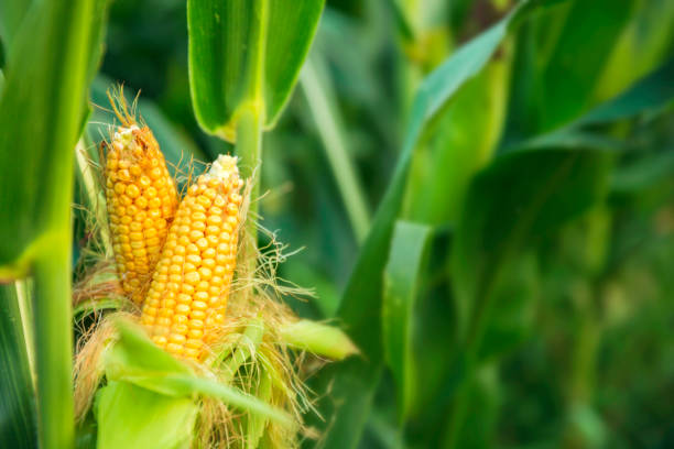  The leading regions in terms of corn harvest and yield have been named