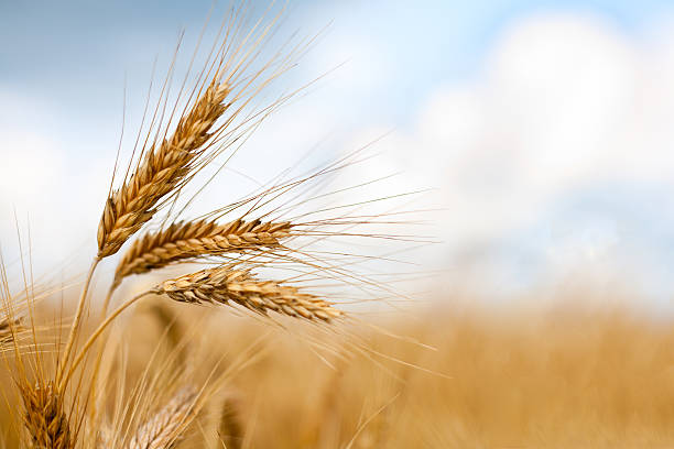  Стало відомо, яке місце займає Україна у рейтингу найбільших виробників пшениці