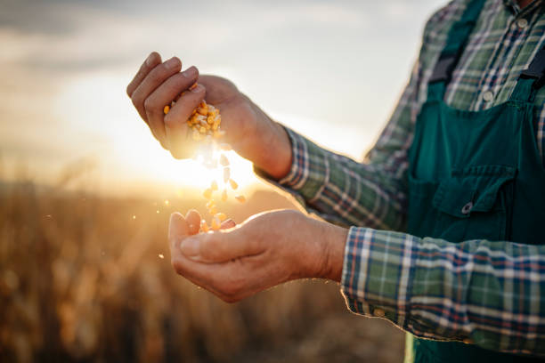 На перший тиждень жовтня українські аграрії зібрали 46,7 млн тонн зернових та олійних культур