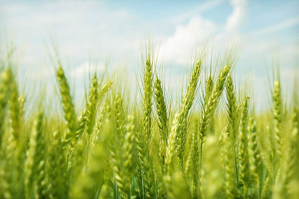  Чем отличаются озимые посевы пшеницы от яровых?
