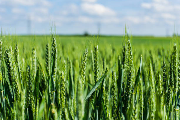  WHAT IS THE DIFFERENCE BETWEEN WINTER AND SPRING WHEAT CROPS?