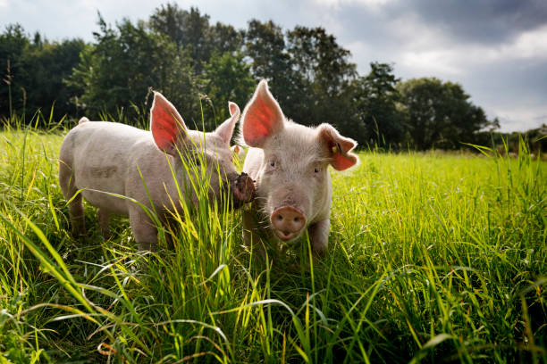  Why do pigs eat less in summer?