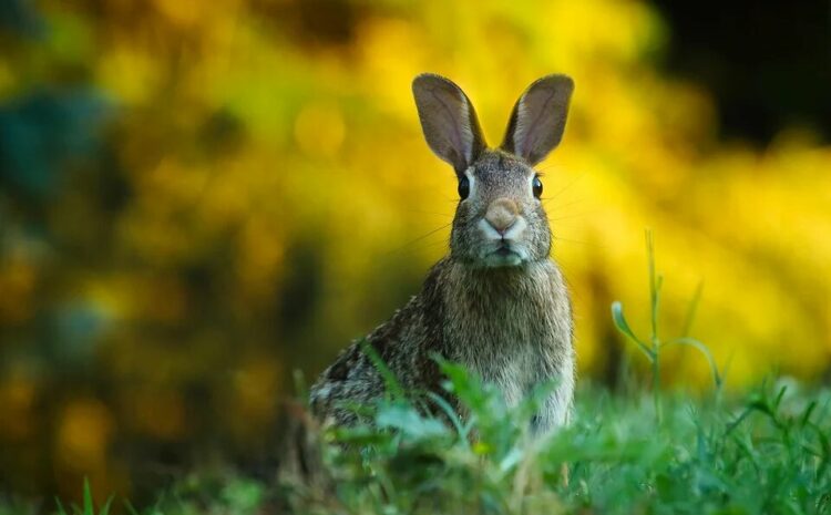 The most interesting facts about rabbits
