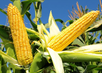  На Волыни в этом году самый большой сбор урожая кукурузы