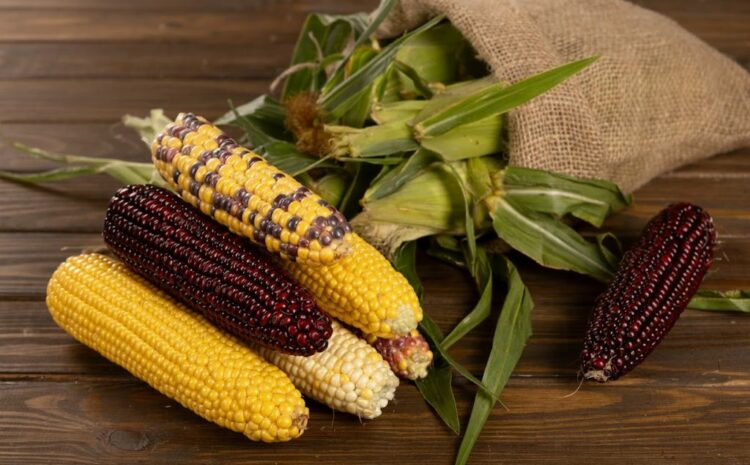  Interesting facts about corn