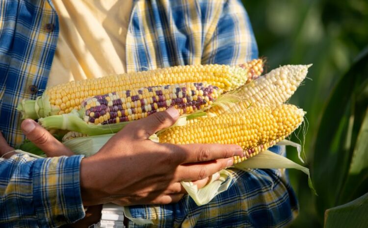  Ukrainian agricultural sensation – a variety of sweet corn with purple grains won the hearts of farmers