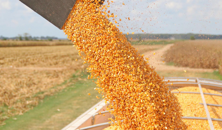  Wołyń plasuje się w pierwszej trójce pod względem plonów kukurydzy