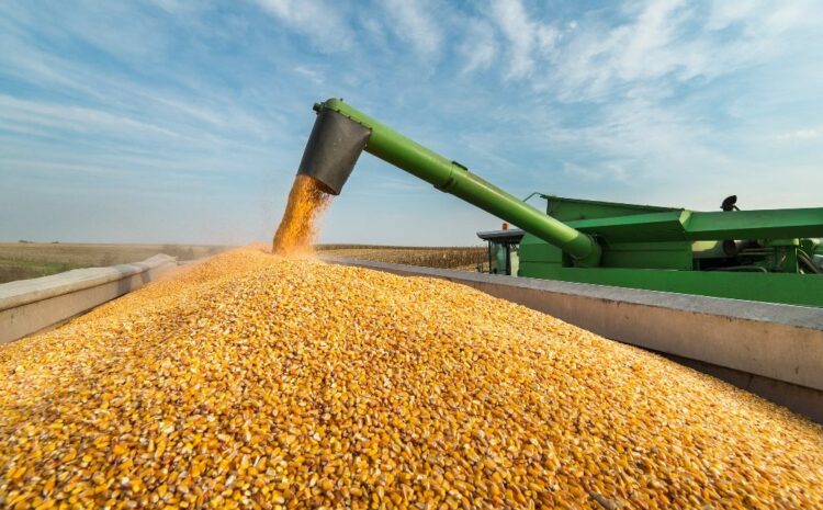  Na Ukrainie zebrano 5,7 mln ton roślin oleistych, w tym 1 mln ton słonecznika