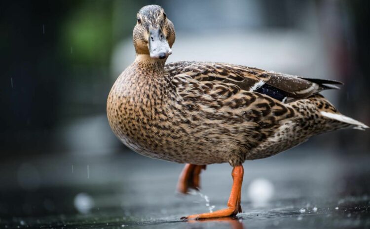  Interesting facts about ducks