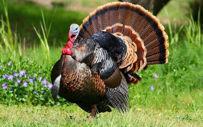  The most interesting facts about turkeys