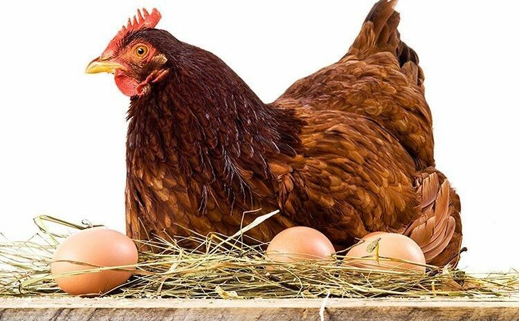  How to feed laying hens to better hatch?