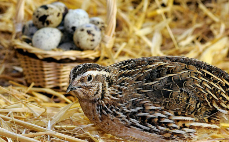  Interesting facts about quails!