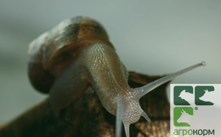  “Agrotechnics” LLC manufactures to order feed for efficient feeding of snails.