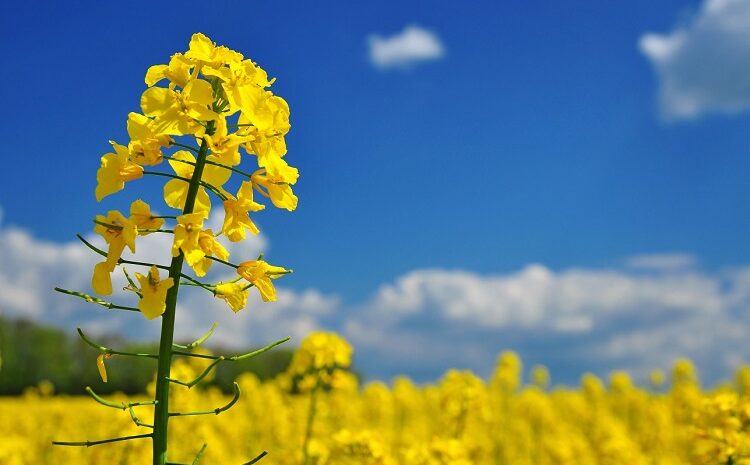  РІПАК ВРОЖАЮ 2024 МАЄ ВИЩУ ЯКІСТЬ ТА ОЛІЙНІСТЬ, НІЖ ТОРІК