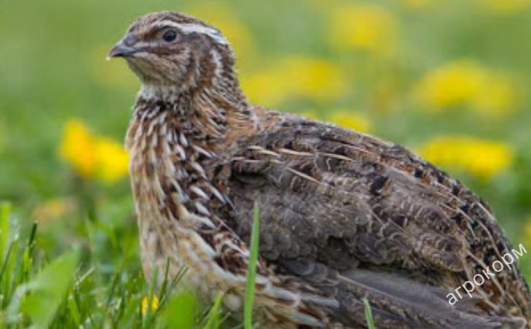  Feeding quails ready-made food is the key to their health and intensive growth!