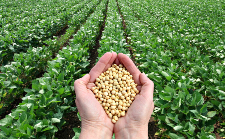  Ukrainian scientists have patented two new soybean varieties