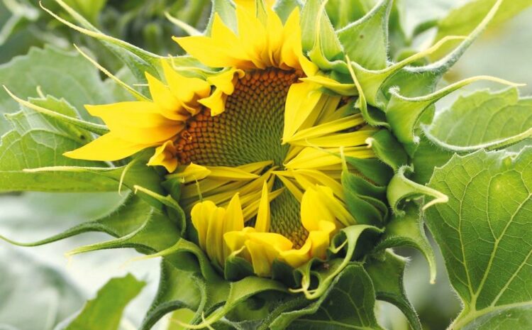  Interesting facts about sunflower