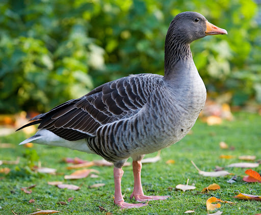  Интересные факты о гусях