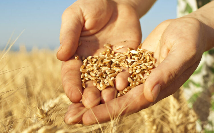  Agrarians of Volyn are leaders in grain yield!