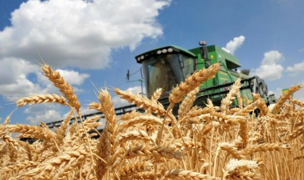  HARVEST 2024: 19.2 MILLION TONS OF GRAIN HARVESTED IN UKRAINE